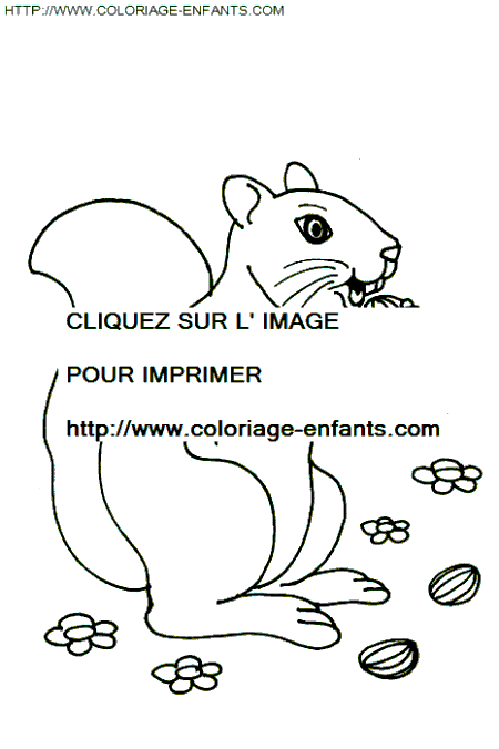 coloriage ecureuils