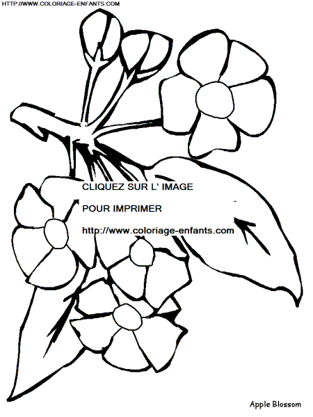 coloriage fleur de pommier