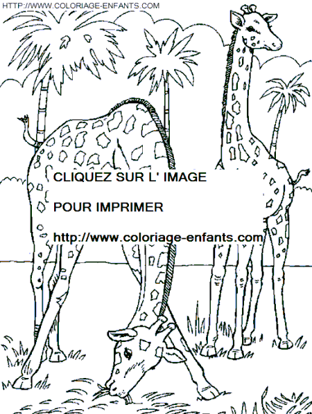 coloriage girafes