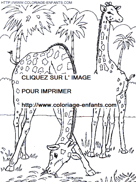 coloriage girafes