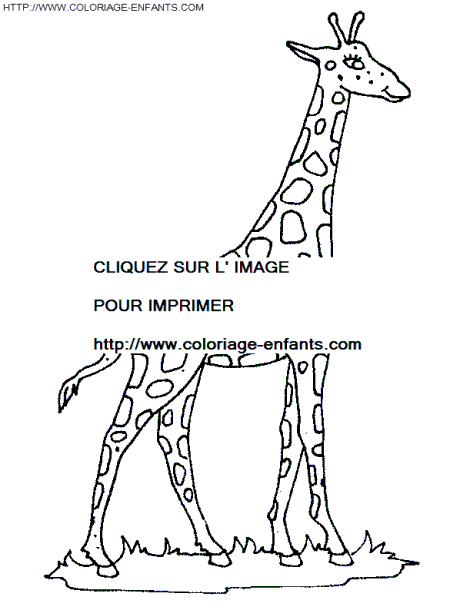 coloriage girafes