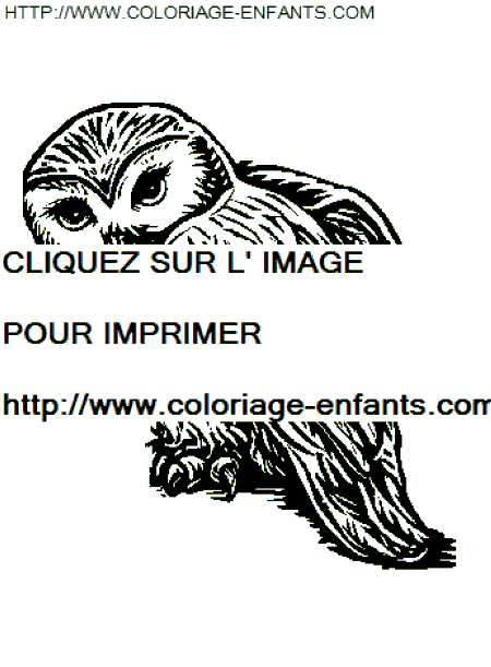 coloriage harry potter le hibou