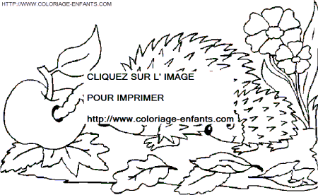 coloriage herissons