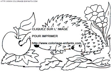 coloriage herissons