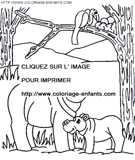 coloriage hippopotames