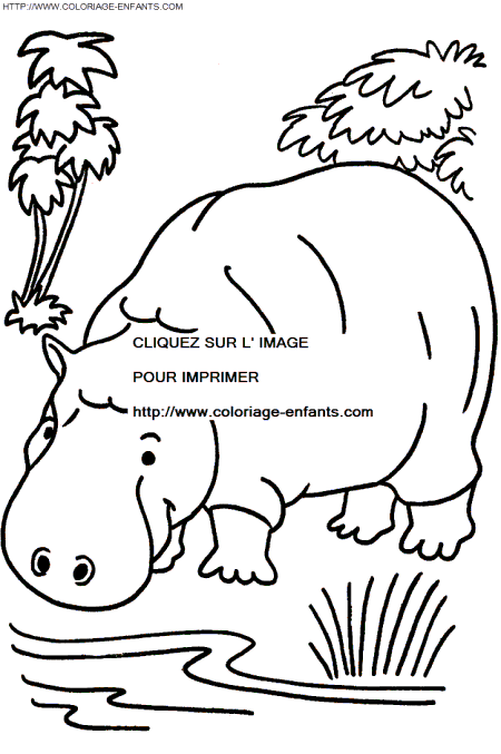 coloriage hippopotames