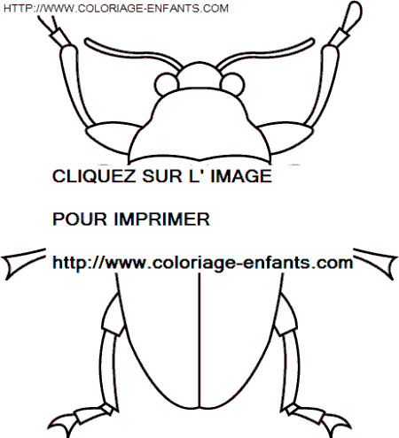 coloriage insectes