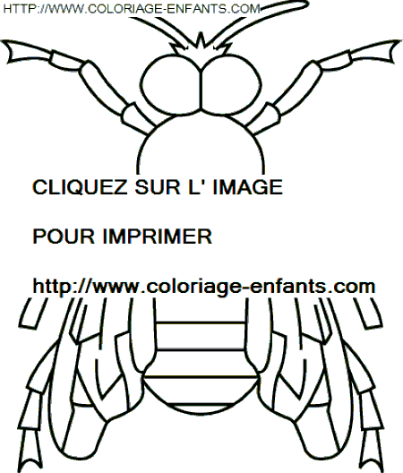 coloriage insectes