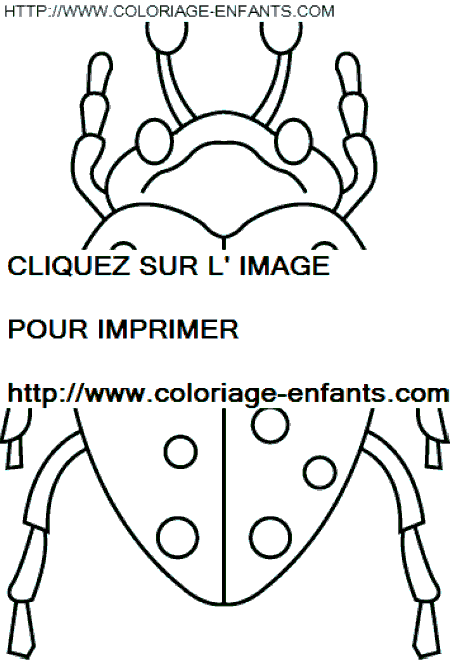 coloriage insectes