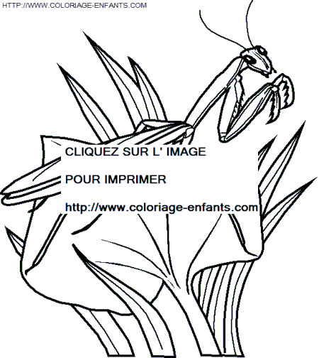 coloriage insectes