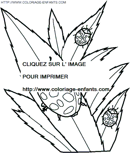 coloriage insectes