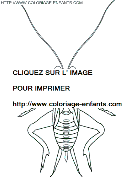 coloriage insectes