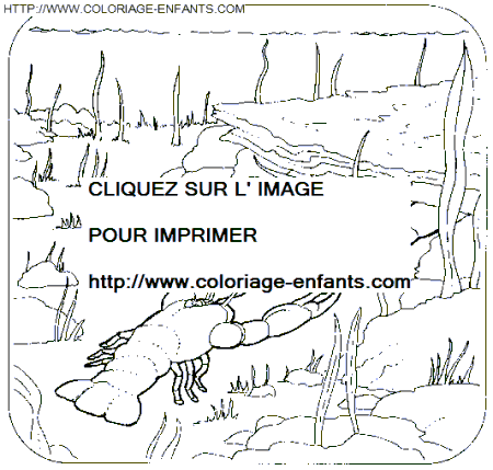 coloriage langoustes