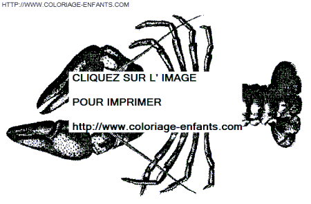 coloriage langoustes