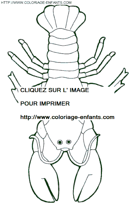 coloriage langoustes