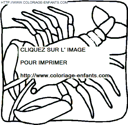 coloriage langoustes