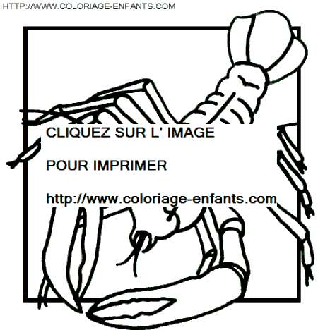 coloriage langoustes