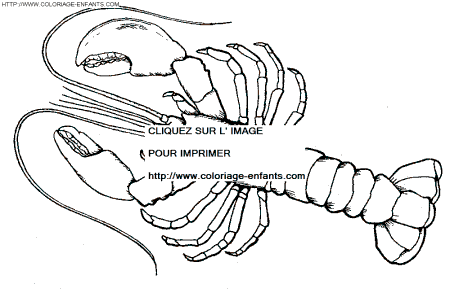 coloriage langoustes
