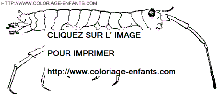 coloriage langoustes