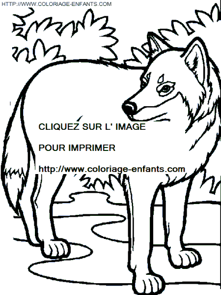 coloriage loups