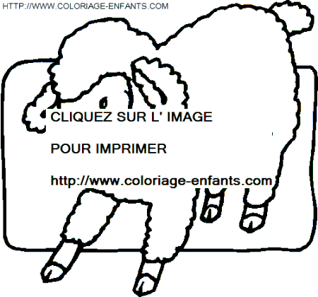 coloriage moutons