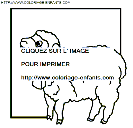 coloriage moutons