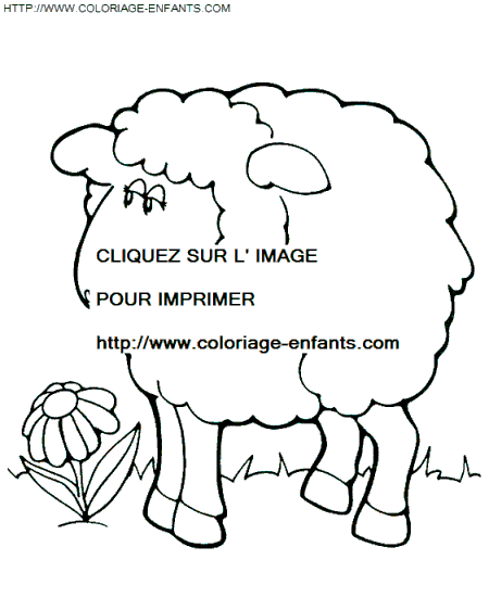 coloriage moutons