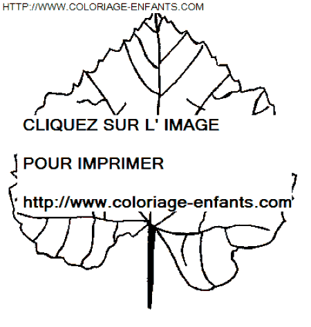 coloriage Nature Feuilles