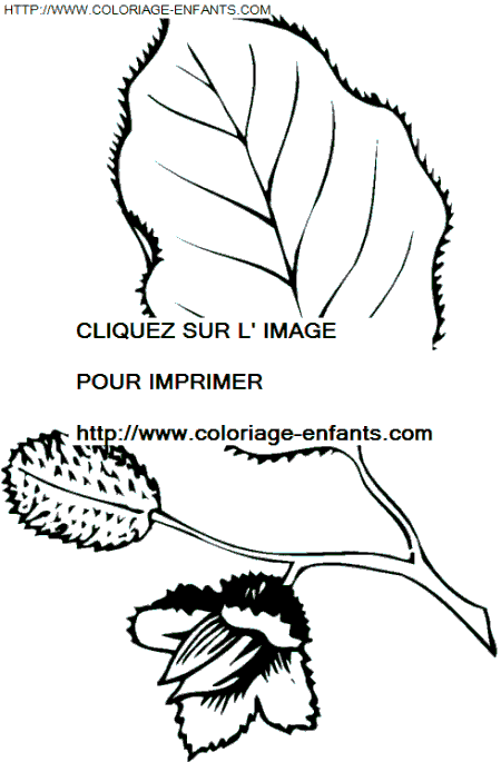 coloriage Nature Feuilles