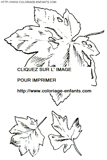 coloriage Nature Feuilles