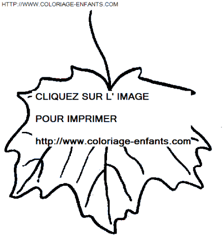 coloriage Nature Feuilles