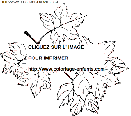 coloriage Nature Feuilles