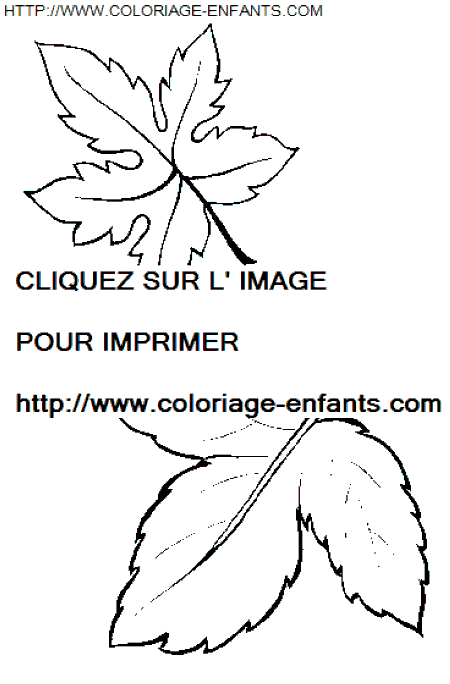 coloriage Nature Feuilles