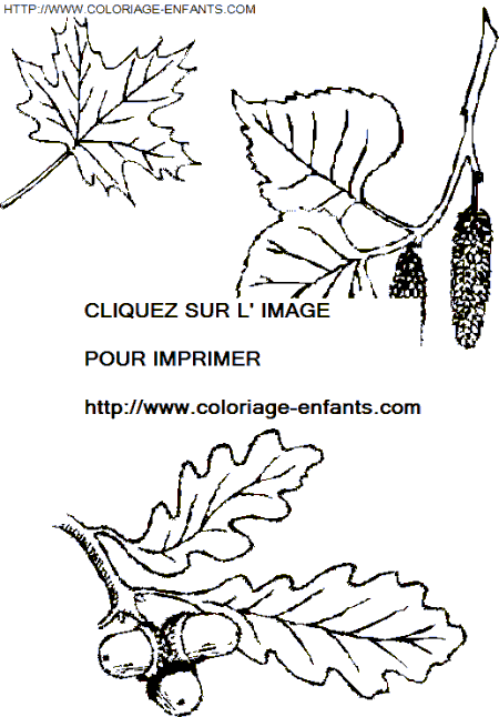 coloriage Nature Feuilles