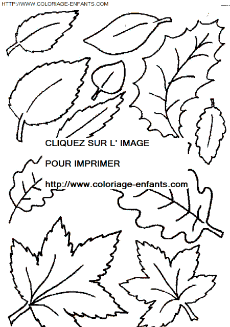 coloriage Nature Feuilles