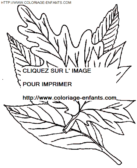 coloriage Nature Feuilles