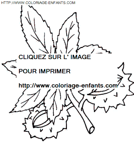 coloriage Nature Feuilles