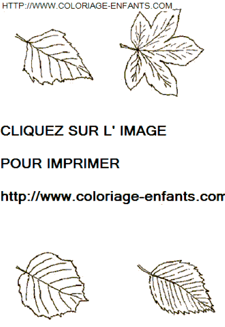 coloriage Nature Feuilles