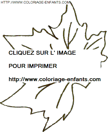 coloriage Nature Feuilles