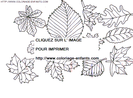 coloriage Nature Feuilles