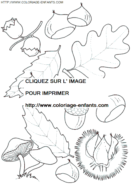 coloriage Nature Feuilles