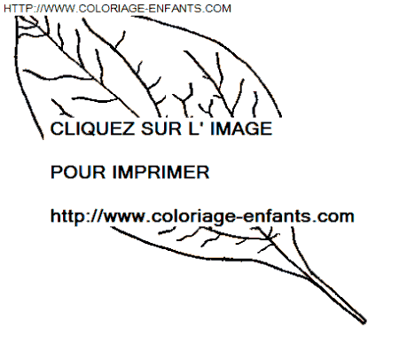 coloriage Nature Feuilles