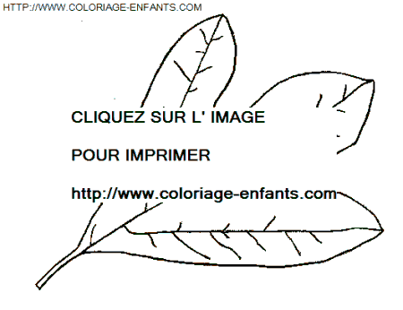 coloriage Nature Feuilles