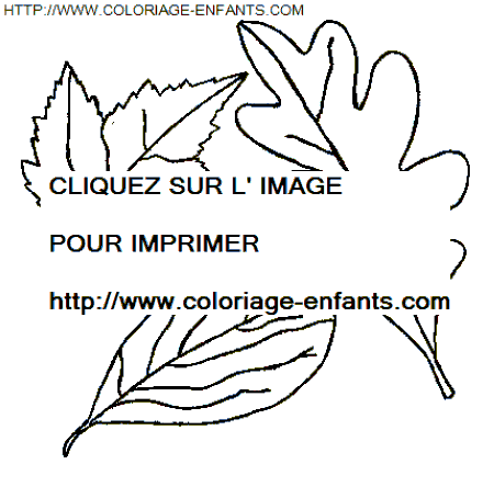 coloriage Nature Feuilles