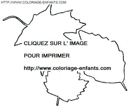 coloriage Nature Feuilles