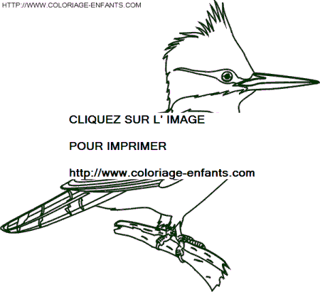 coloriage oiseaux