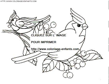 coloriage oiseaux