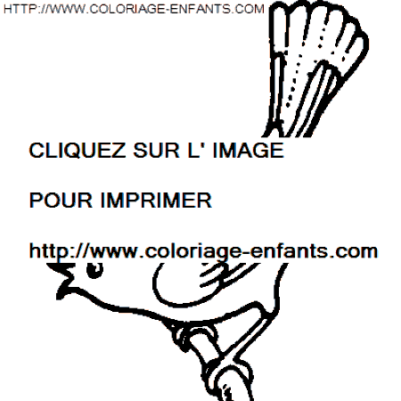 coloriage oiseaux