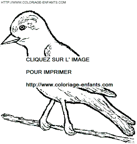 coloriage oiseaux