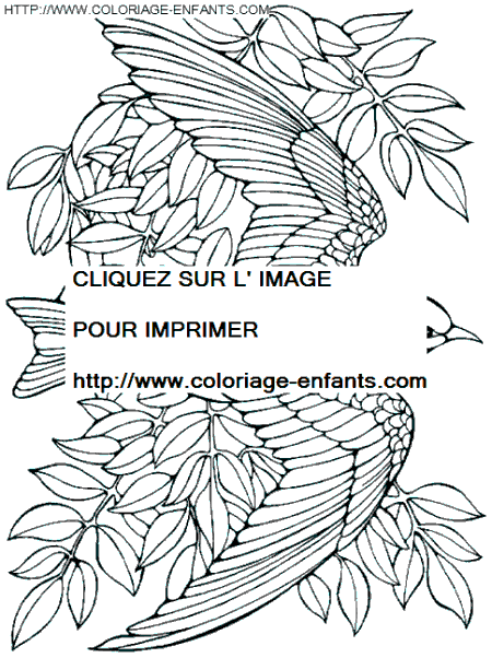 coloriage oiseaux